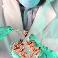 Laboratory Worker Testing Meat