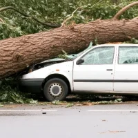 a-large-fallen-tree-crushes-a-white-station-wagon-on-a-street[1]